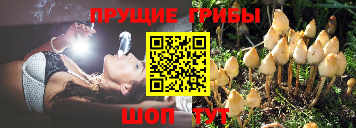 Псилоцибиновые грибы Cubensis Воркута